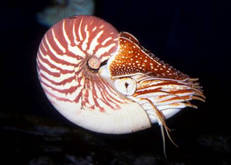 Nautilus macromphalus