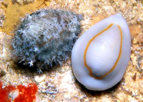 Monetaria annulus
